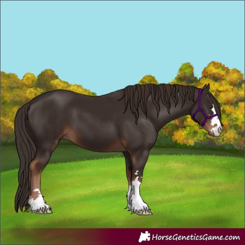 Horse Color:Unknown 