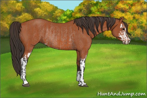 Horse Color:Bay Sabino Rabicano and Bay Sabino Rabicano