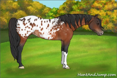 Horse Color:Bay Appaloosa