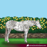 Horse Color:Grullo Sabino Splash  and Grullo Sabino Splash Near Leopard 