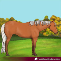 Horse Color:Silver Bay