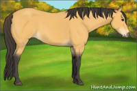 Horse Color:Buckskin Rabicano 