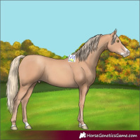 Horse Color:Gold Champagne Splash 