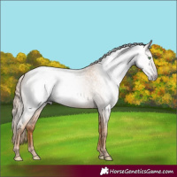 Horse Color:Gray Gold Champagne Roan 