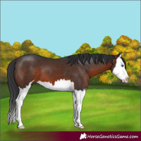 Horse Color:Brown Mushroom Sabino Splash 