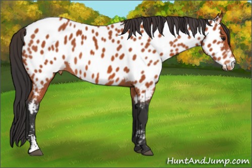 Horse Color:Brown Sabino Appaloosa 