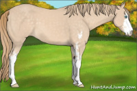 Horse Color:Perlino Sabino 