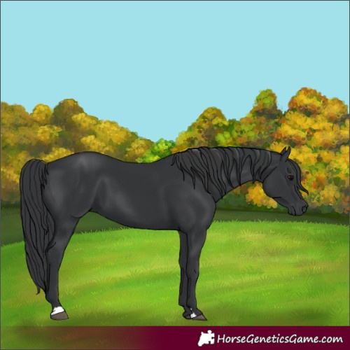 Horse Color:Black 