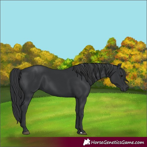 Horse Color:Black 