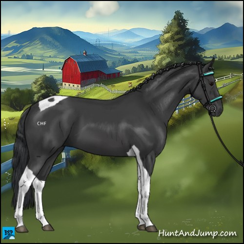 Horse Color:Black Tobiano 