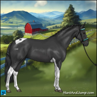 Horse Color:Black Tobiano 
