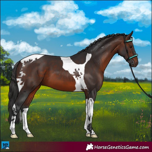 Horse Color:Brown Tobiano 