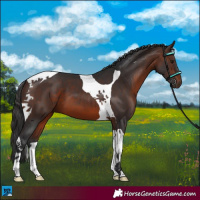 Horse Color:Brown Tobiano 