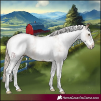 Horse Color:White Spotted Chocolate Palomino 