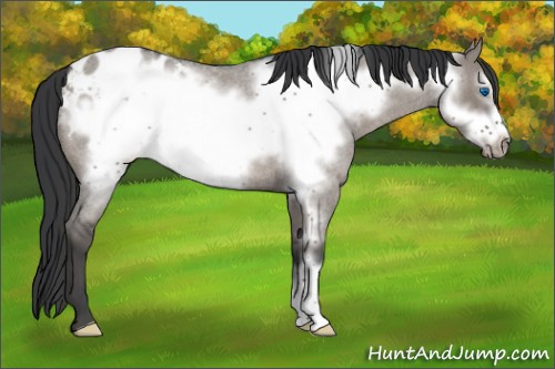 Horse Color:Grullo Roan Frame Appaloosa 