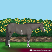 Horse Color:Grullo Sabino Splash  and Grullo Sabino Splash Rabicano 
