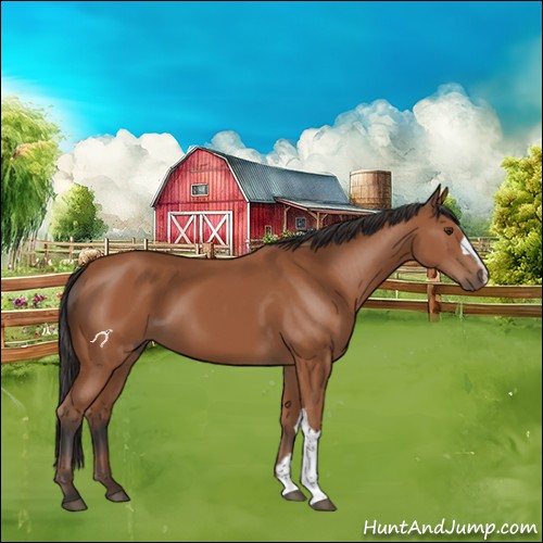 Horse Color:Bay 