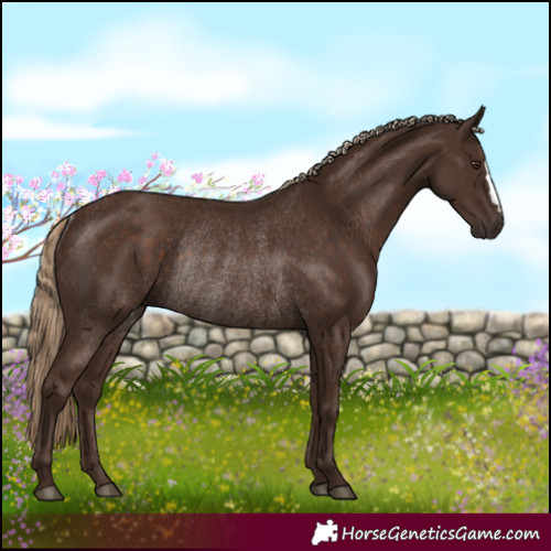 Horse Color:Liver Chestnut Rabicano 