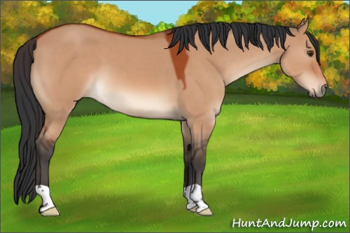 Horse Color:Bay Dun 