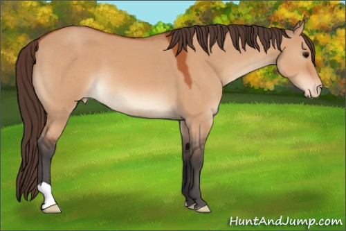 Horse Color:Bay Dun Appaloosa 