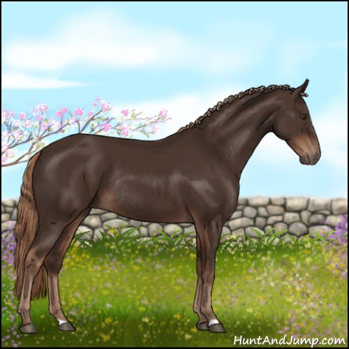 Horse Color:Liver Chestnut Rabicano