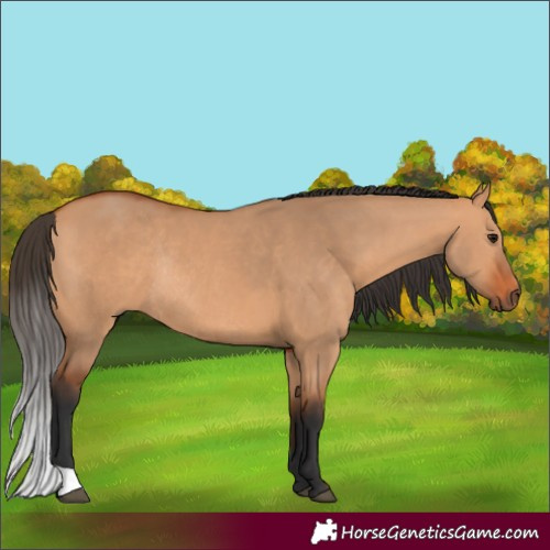 Horse Color:Bay Dun Rabicano 