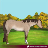 Horse Color:Liver Red Dun 