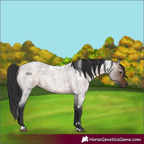 Horse Color:White Spotted Brown Roan Dun 
