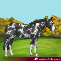 Horse Color:White Spotted Black Sabino 