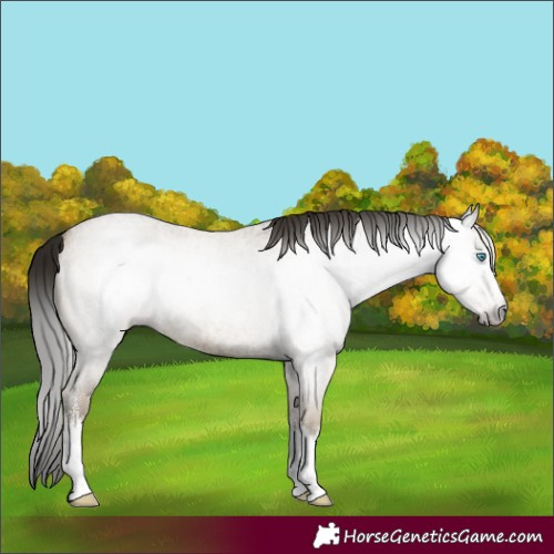 Horse Color:Gray White Spotted Classic Cream Champagne Roan 