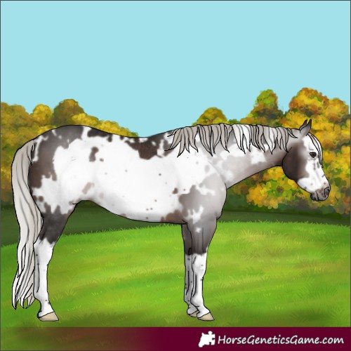 Horse Color:Gray White Spotted Silver Brown Splash Frame Rabicano 