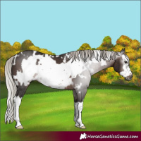 Horse Color:Gray White Spotted Silver Brown Splash Frame Rabicano