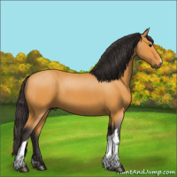 Horse Color:Buckskin 