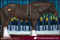 Horse Color:White Spotted Liver Chestnut 