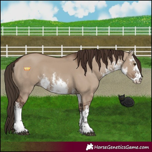 Horse Color:White Spotted Liver Red Dun 