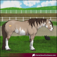 Horse Color:White Spotted Liver Red Dun 