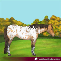 Horse Color:Buckskin Roan Tobiano Appaloosa Rabicano 
