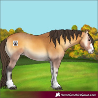 Horse Color:Buckskin Onyx 