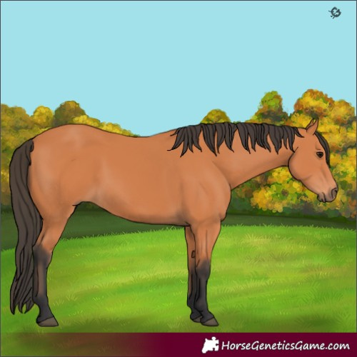 Horse Color:Bay Rabicano 