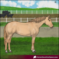 Horse Color:Red Dun 