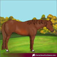 Horse Color:Chestnut 