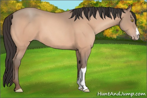 Horse Color:Amber Champagne 