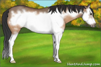 Horse Color:Bay Dun Splash Frame Rabicano