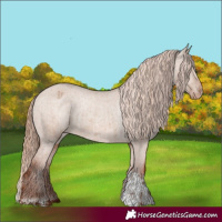 Horse Color:Red Dun Varnish  and Red Dun Varnish Rabicano 