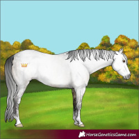 Horse Color:Gray Brown Dun Sabino Brindle 