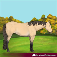 Horse Color:Buckskin 