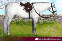 Horse Color:Gray Liver Chestnut 