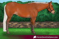 Horse Color:Silver Bay Rabicano