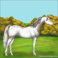 Horse Color:Silver Bay Dun Splash Frame Appaloosa Rabicano 