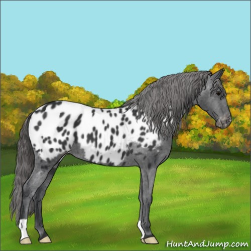 Horse Color:Black Appaloosa 